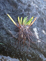 Isoetes