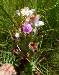 Brachycorythis conica transvaalensis