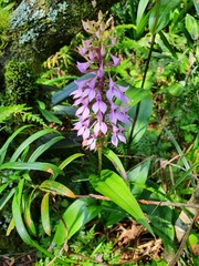 Brownleea coerulea