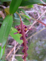 Bulbophyllum sandersonii