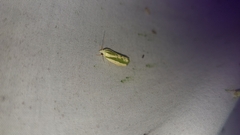 Earias huegeliana