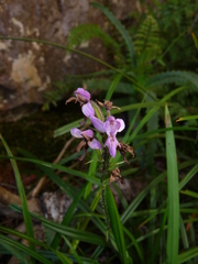 Cynorkis kassneriana