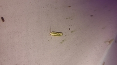 Earias huegeliana