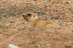 Marmota bobak