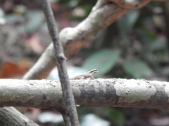 Lygodactylus mombasicus