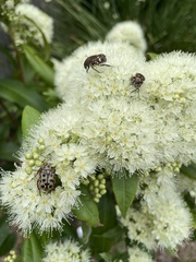Backhousia citriodora