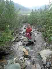 Populus balsamifera balsamifera