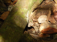 Lygodactylus mombasicus