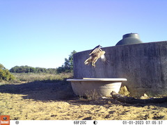 Buteo buteo vulpinus