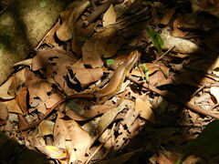 Trachylepis maculilabris