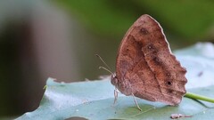 Mycalesis mineus