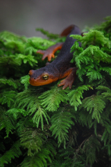 Taricha sierrae