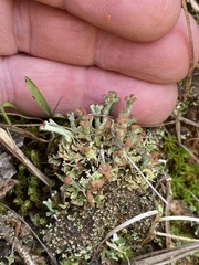 Cladonia subcariosa