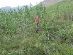 Populus balsamifera balsamifera