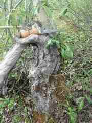 Populus balsamifera balsamifera