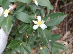 Camellia brevistyla