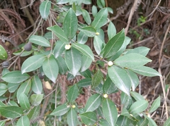 Camellia brevistyla