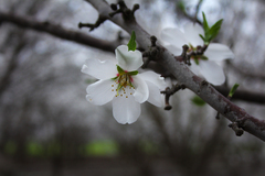 Prunus amygdalus