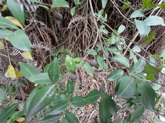 Camellia brevistyla