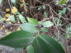 Camellia brevistyla