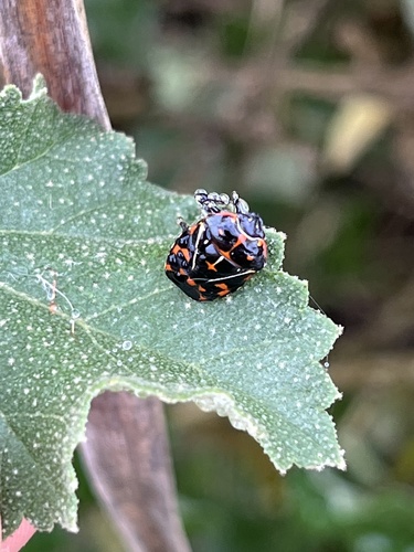 iNaturalist observation photo of Harlequin Bug