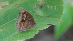 Mycalesis mineus