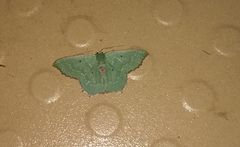 Episothalma robustaria