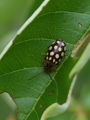 Phola octodecimguttata