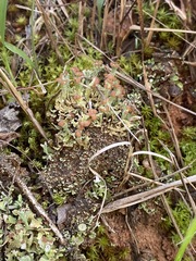Cladonia subcariosa