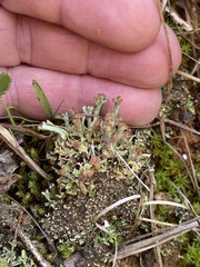 Cladonia subcariosa