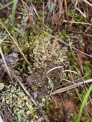 Cladonia subcariosa