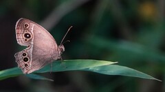 Mycalesis mineus