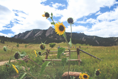 Helianthus annuus