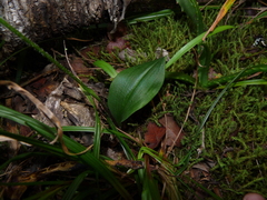 Cynorkis kassneriana