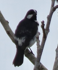 Sporophila lineola
