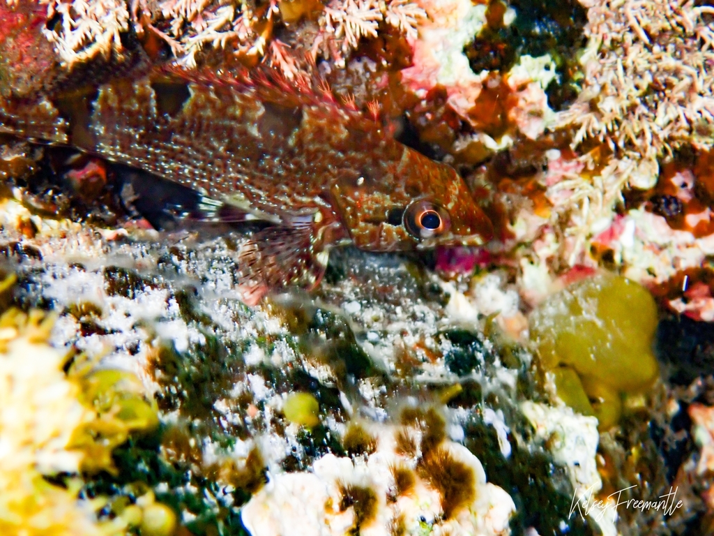 Zuidelijke kelpvis (Chironemus georgianus) — Chironemidae