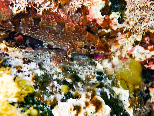 Southern kelpfish (Chironemus georgianus) — Chironemidae