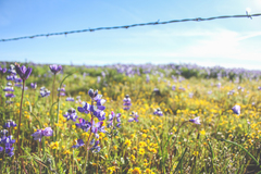 Lupinus nanus