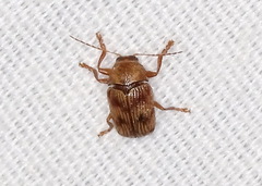 Cryptocephalus implacidus