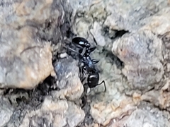Temnothorax subditivus