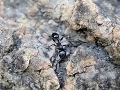 Temnothorax subditivus