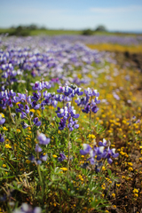 Lupinus nanus