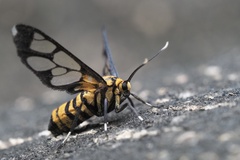 Amata grotei
