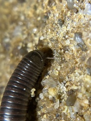 Bollmaniulus
