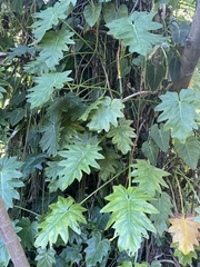 Philodendron lacerum