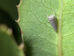 Balcanocerus spinosus