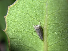 Balcanocerus spinosus