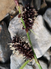 Carex membranacea