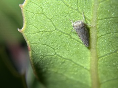 Balcanocerus spinosus