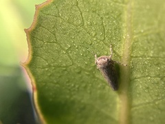 Balcanocerus spinosus